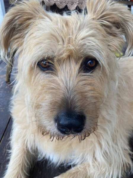 Замечательная Лиза в добрые руки в Москве фото 5