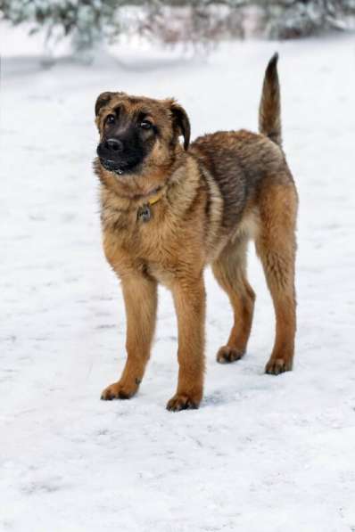 Умница Арья ищет дом! в Москве фото 9