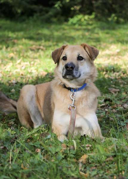 Чудесная Барабулька ищет дом и любящую семью! в Москве фото 4