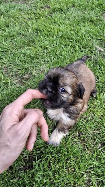 Чистокровные щенки Ши-Тцу в фото 6