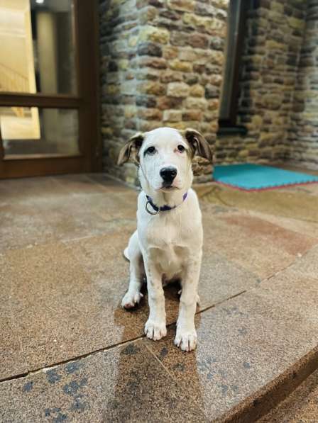 Белый щенок Серкан в добрые руки в Москве фото 8