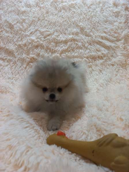 Pomeranian spitz. Mini boy's