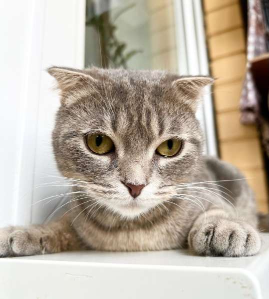 Вислоухая кошечка Энни в добрые руки в Москве фото 5