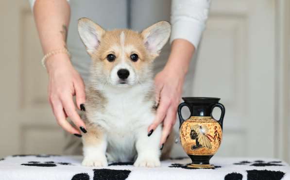 Шикарные щенки Корги