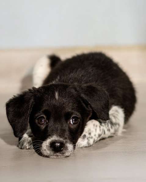 Пять маленьких сердец ищут дом в Москве фото 6