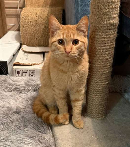Хороший ласковый котёнок-рыжик в Санкт-Петербурге фото 14