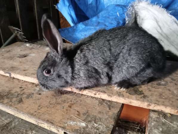 Продам кроликов в Красноярске