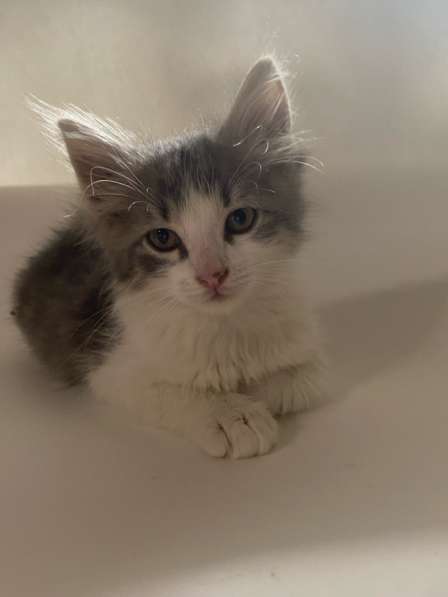 Бесплатно котята 1,5 месяца