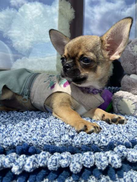 Мини малышка тип кобби в фото 7