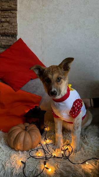 Очень красивые щенки в Санкт-Петербурге