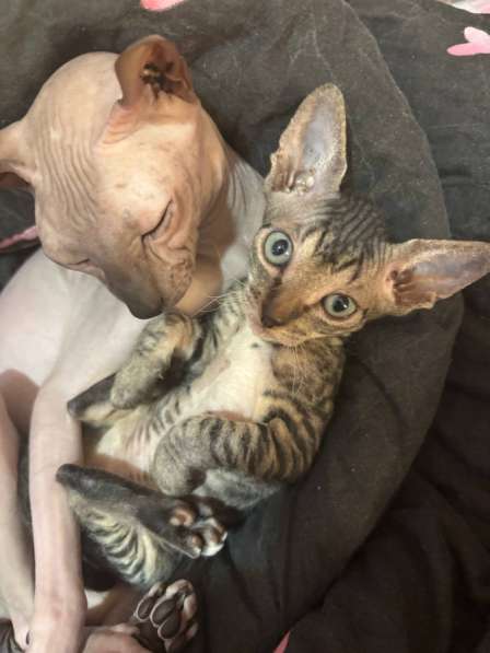 Котята