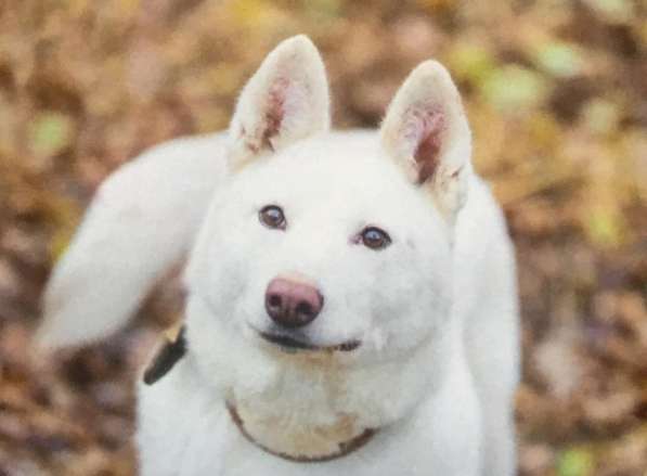 Лета ищет дом и любимую семью в Москве фото 5