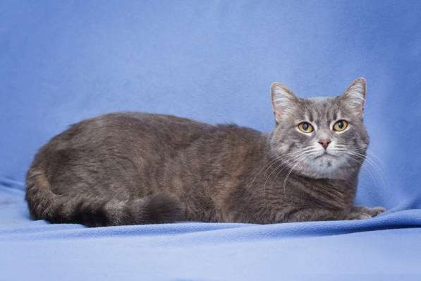 Британская кошка Беня в добрые руки в Москве фото 5