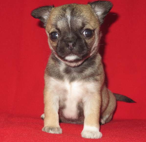 Чихуахуа супер шоу девочка в Санкт-Петербурге фото 8