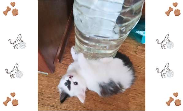 Котёнок-девочка в добрые руки! в фото 10