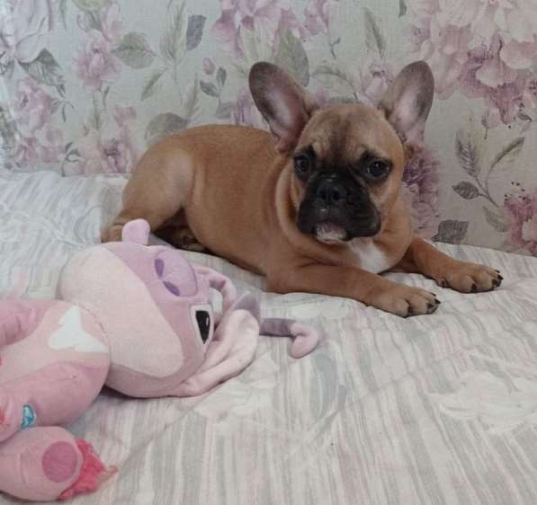 French bulldog. Girl