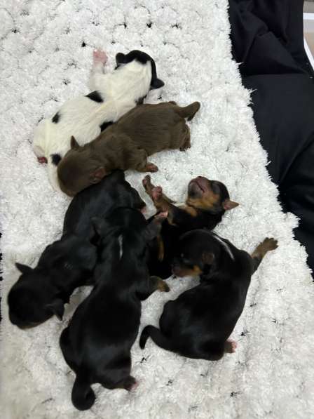 Йоркшерский терьер в Сарове