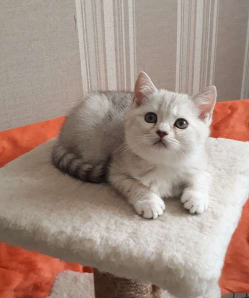 Прелестные британские котята серебристая шиншилла в Санкт-Петербурге фото 5