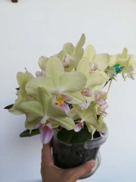 Приму в дар орхидею