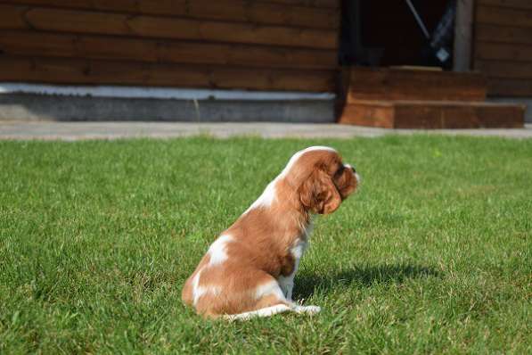 Щенок породы Кавалер кинг Чарльз спаниель в фото 6