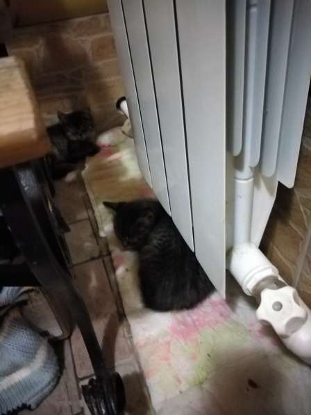Котятки ищут дом в Саратове