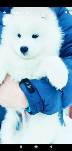 Щенки самоеда шикарные) в Нижнем Новгороде фото 8