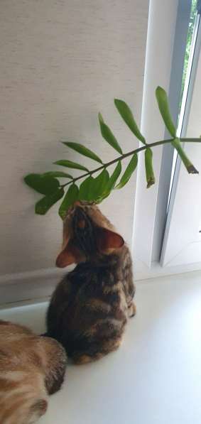 Курильчата в Саранске фото 21