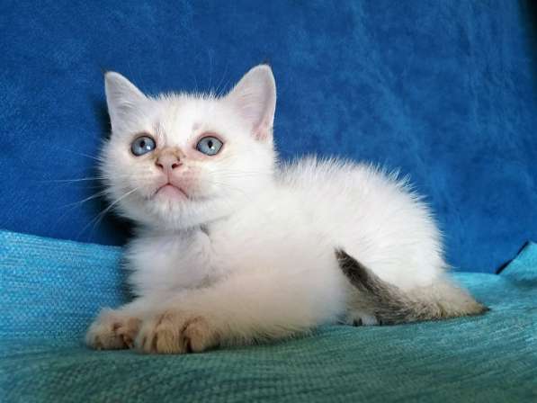Голубоглазые котята в Казани фото 4