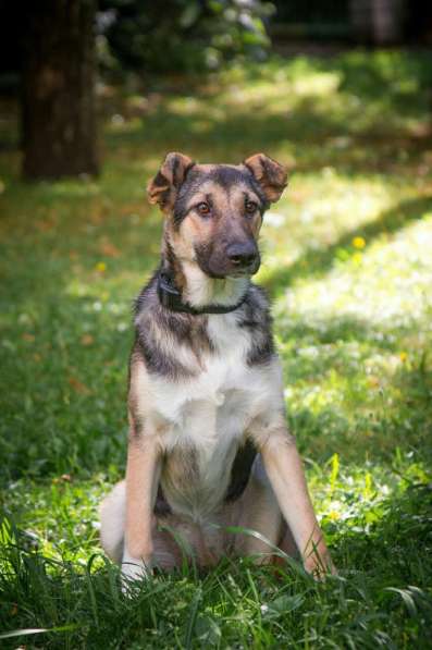 Отличная собака для семьи с детьми! в Москве