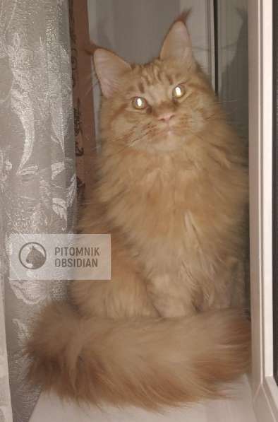 Мейн-кун продажа в Москве фото 13