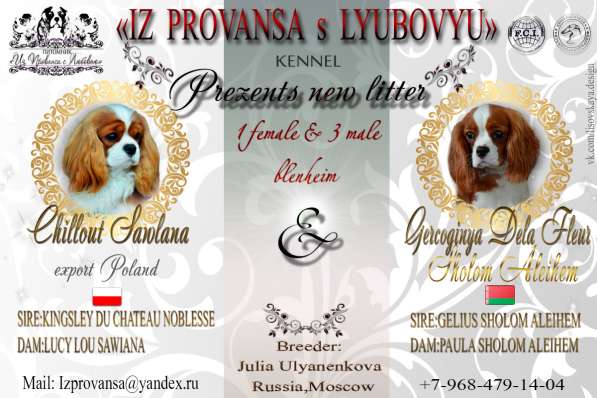 Питомник Кавалер Кинг Чарльз Спаниелей в Москве фото 9