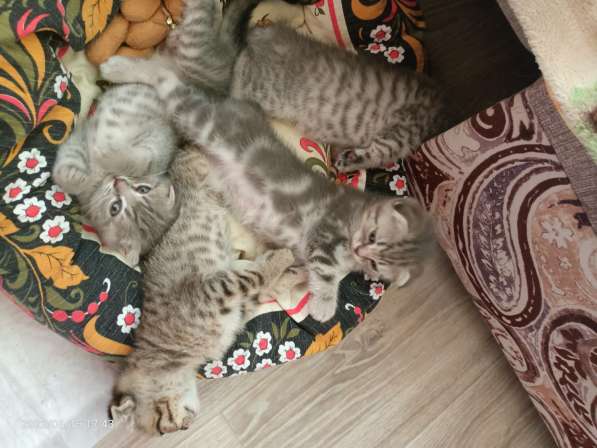 Британские котята в Москве фото 6