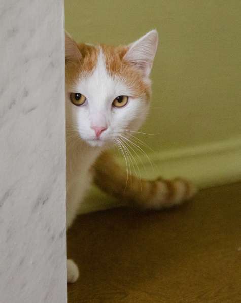 Нежный котик Кай ищет дом! В любящие руки! в Москве фото 4