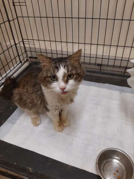 Одинокий котик роскошной внешности ищет дом в Санкт-Петербурге фото 21