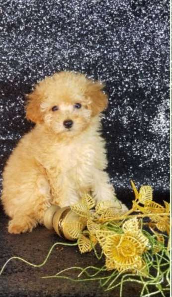Toy poodle. Apricot. Boy and girl в фото 3