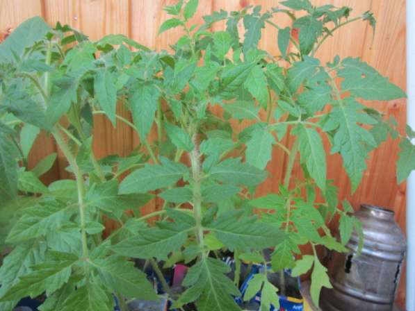 Рассада томаты и баклажаны в Череповце фото 5