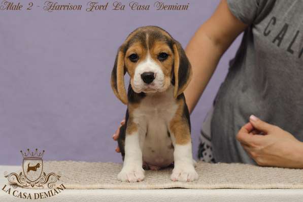 Перспективные щенки бигля FCI