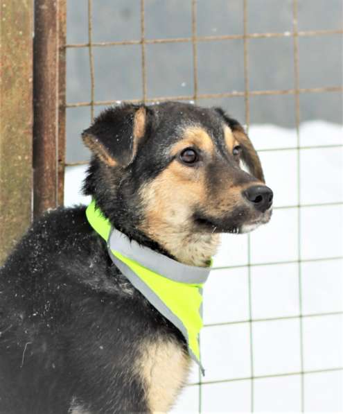 Чудесная малышка Бэмби ищет семью! в Москве фото 13