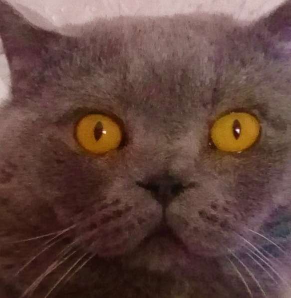 Вязка : Опытный Шотландский кот-Красавец.кот на вязку в Москве