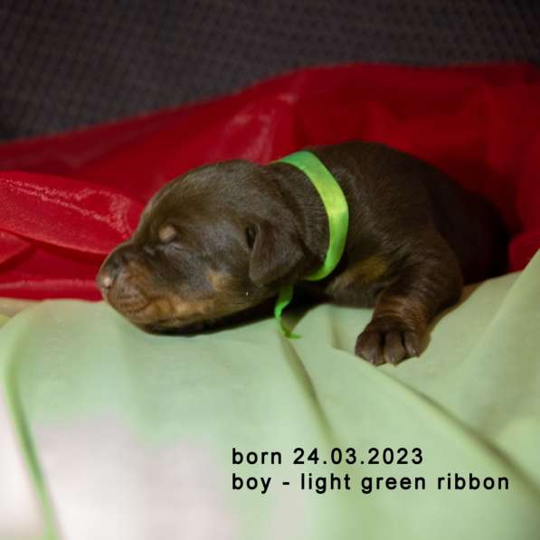Doberman puppy в фото 17