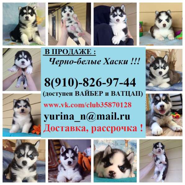 Красавцы-хаски