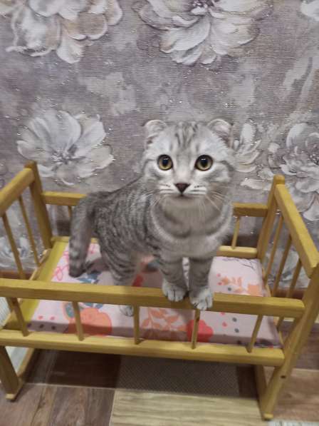 Вислоухий британец в добрые руки в Волгограде фото 3