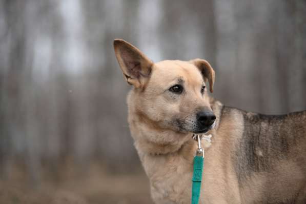 Дюшес - лучший Друг для всей семьи! в Москве фото 15