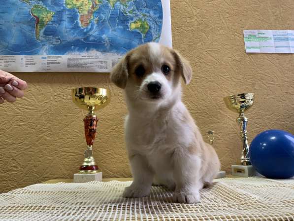 Puppies Welsh Corgi Pembrok в Ростове-на-Дону фото 5