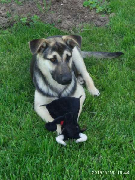 Жужа ищет дом!!! в Москве фото 7