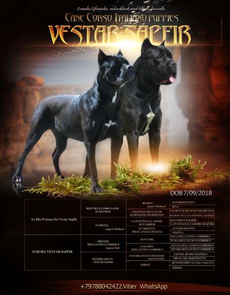 Кобель кане корсо в Симферополе фото 12