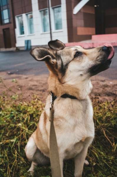 Добрейшая и милейшая собака ищет дом в Санкт-Петербурге фото 8