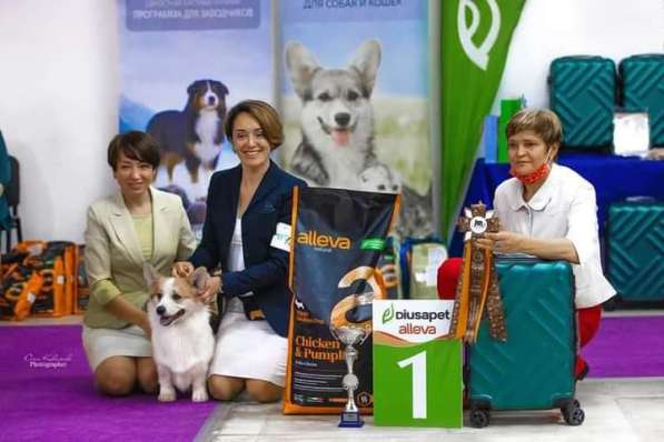 Щенки вельш корги пемброк из питомника в Москве фото 22