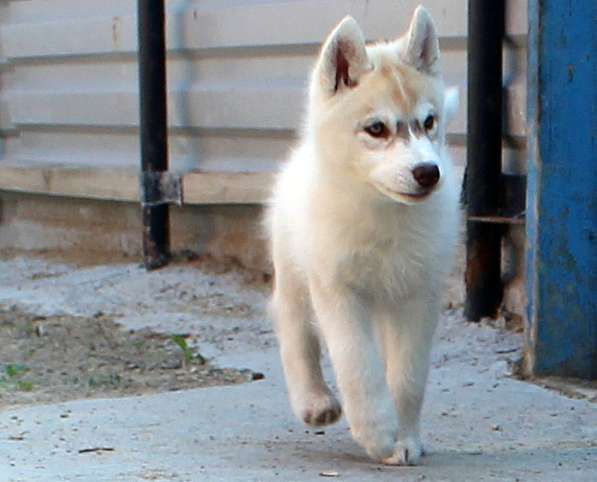 Продажа щенков Хаски в Новосибирске фото 35