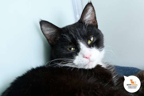 Киношный кот Нео в Москве фото 4